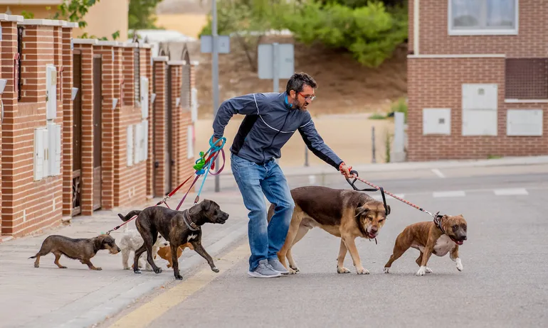 Walking Dogs